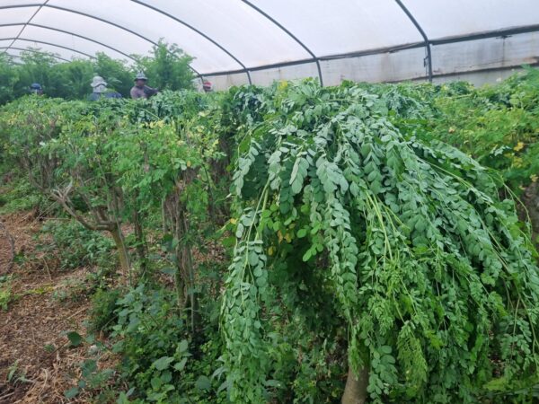Moringa oleifera, Moringaceae – English version