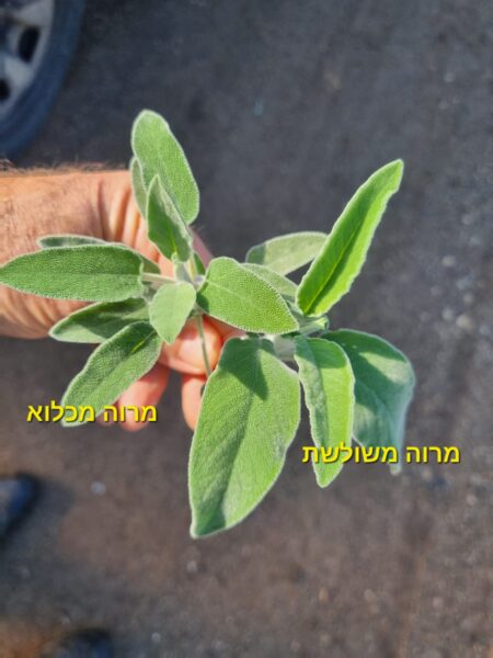 מרווה רפואית ומרווה משולשת