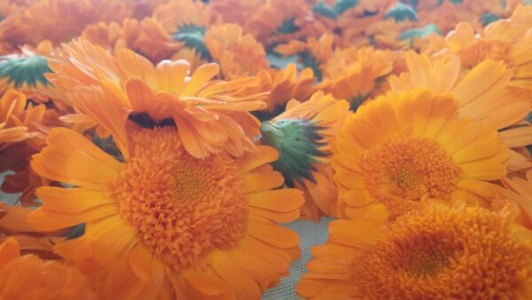צפורני חתול רפואיות  Calendula officinalis – פעילות פרמקולוגית ויישומים
