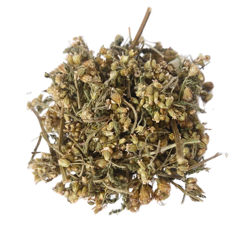 אכילאה אורגני פרחים שלם מנופה Achillea millefolium
