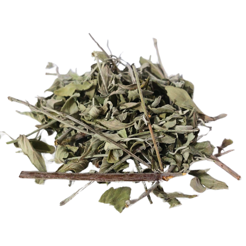 זוטה לבנה אורגני עלים גרוס Micromeria fruticosa