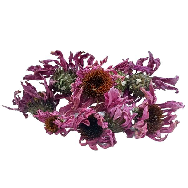 קיפודנית ארגמנית אורגני פרחים שלם Echinacea purpurea