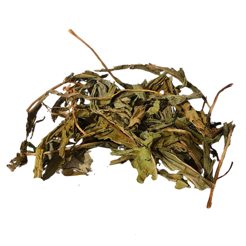 חומעת הגינה אורגני עלים גרוס – תוסף תזונה Rumex acetosa