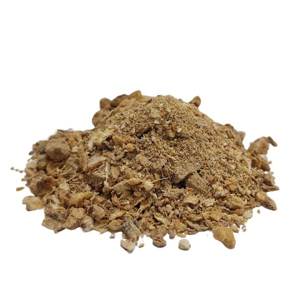 זנגביל פקעות גרוס Zingiber officinalis