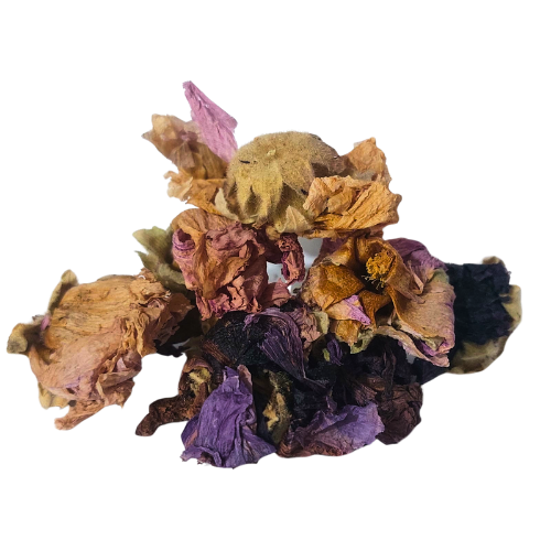 חטמית זיפנית/תרבותית אורגני פרחים שלם Alcea setosa