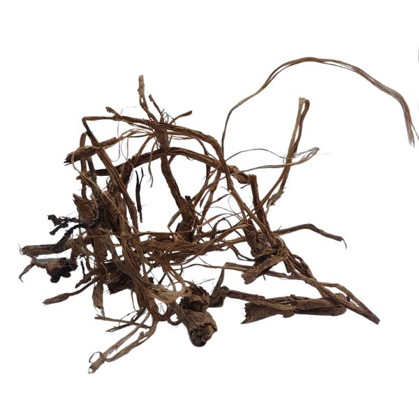 עירית בר שורש גרוס Asphodelus microcarpus