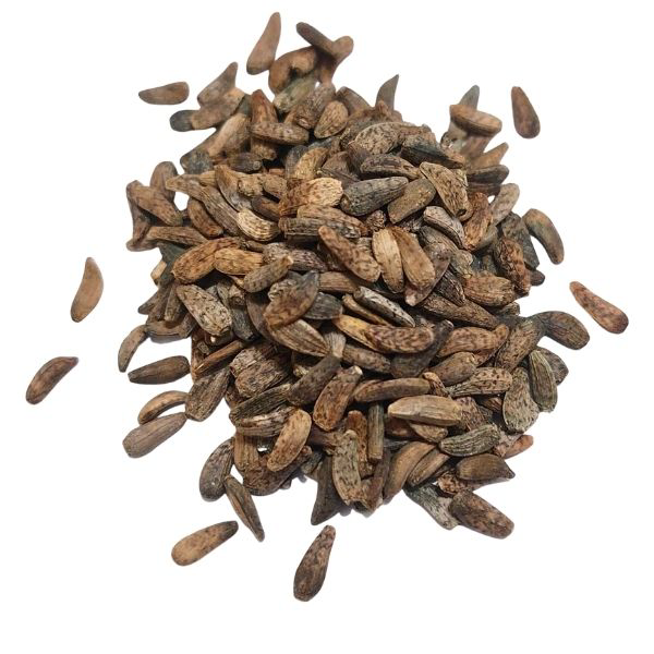 NIU BANG ZI לפה פירות – תוסף תזונה- Arctium lappa