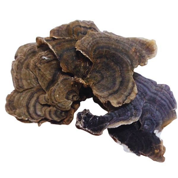 Yun Zhi טראמטס (קוריולוס) פטריה גוף פרי שלם- Trametes versicolor