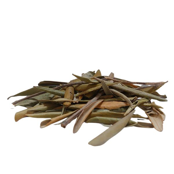 זית עלים גרוס Olea europaea