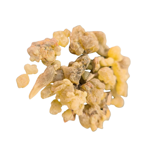 לבונה שרף גדול תוסף תזונה Boswellia papyrifera/thurifera