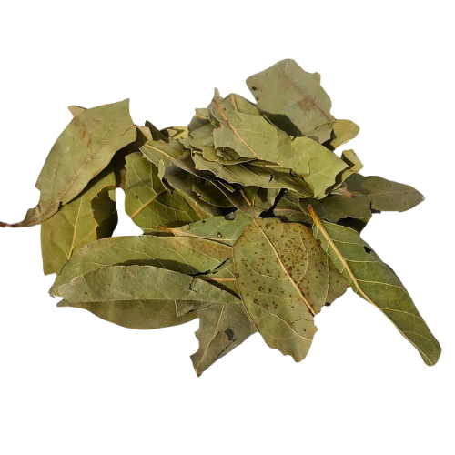 ער אציל (עלי דפנה) עלים שלם Laurus nobilis